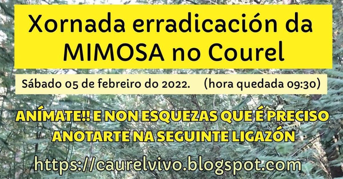 caurel vivo mimosas