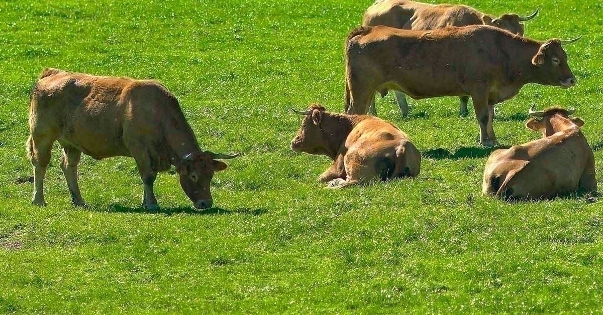 vacas-tenreira-galega