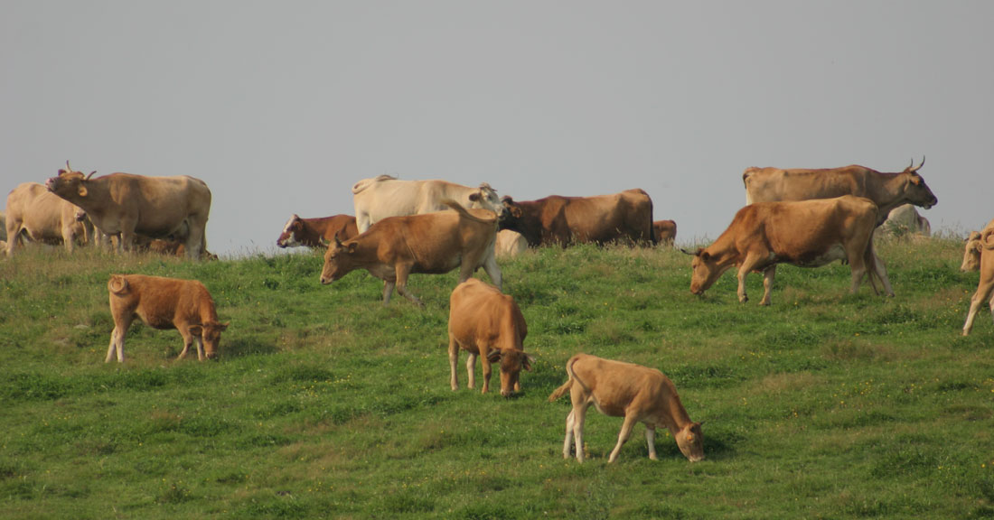 Vacas-provincia-Lugo