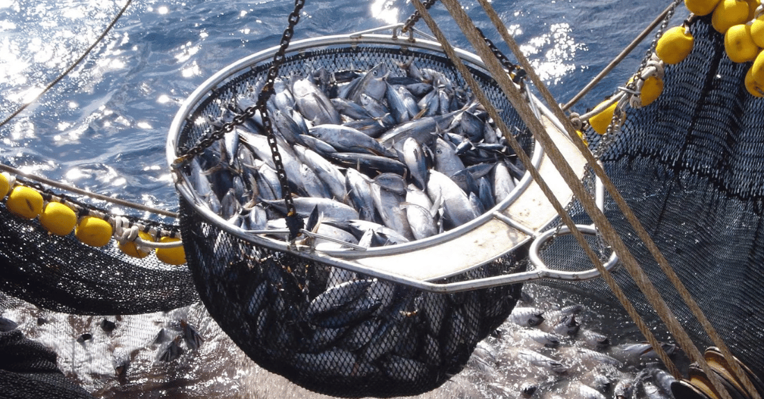 Pesca Maritima