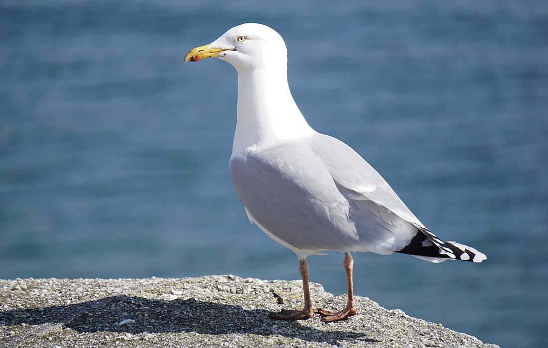 A CORUÑA gaviota