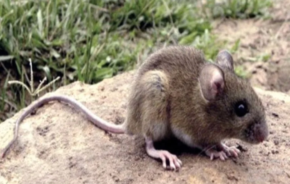 hantavirus-rato