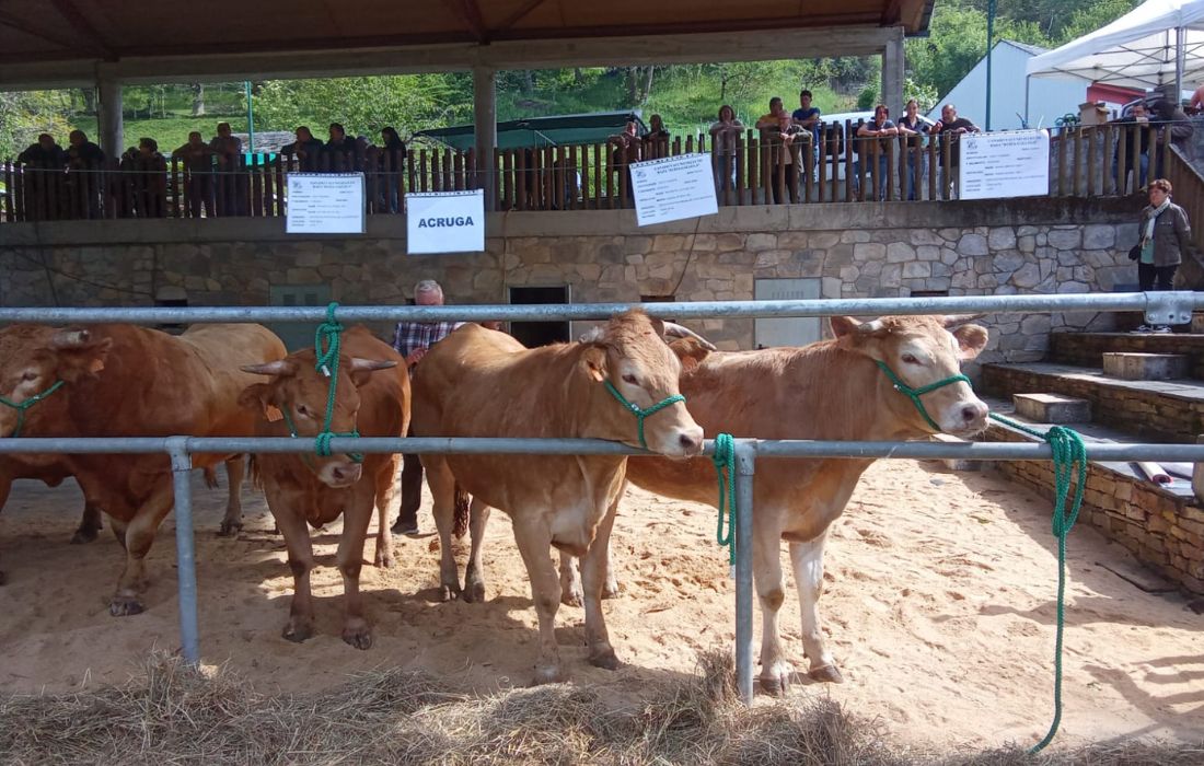 subasta-acruga-seoane