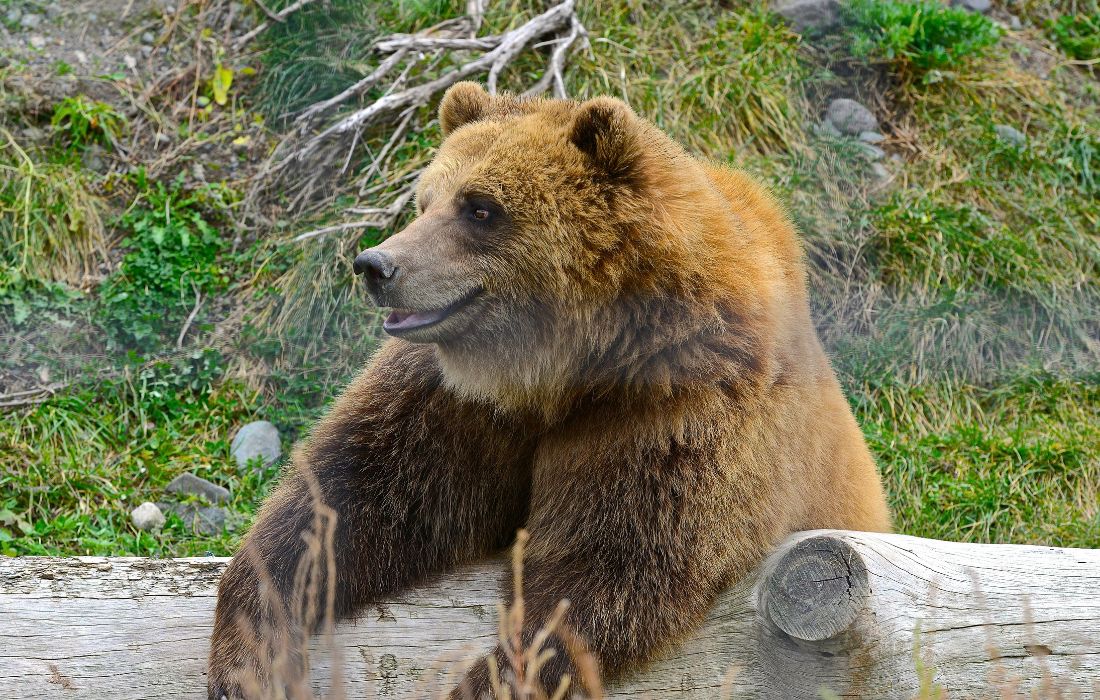 OSO PARDO