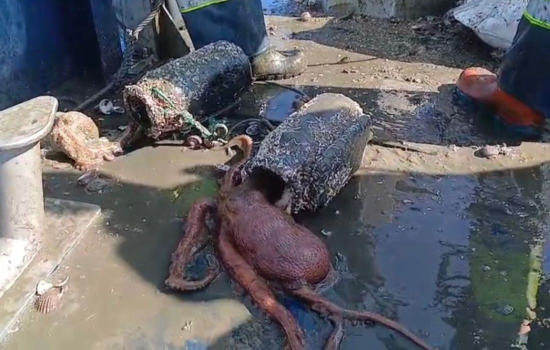 Pulpo incautado