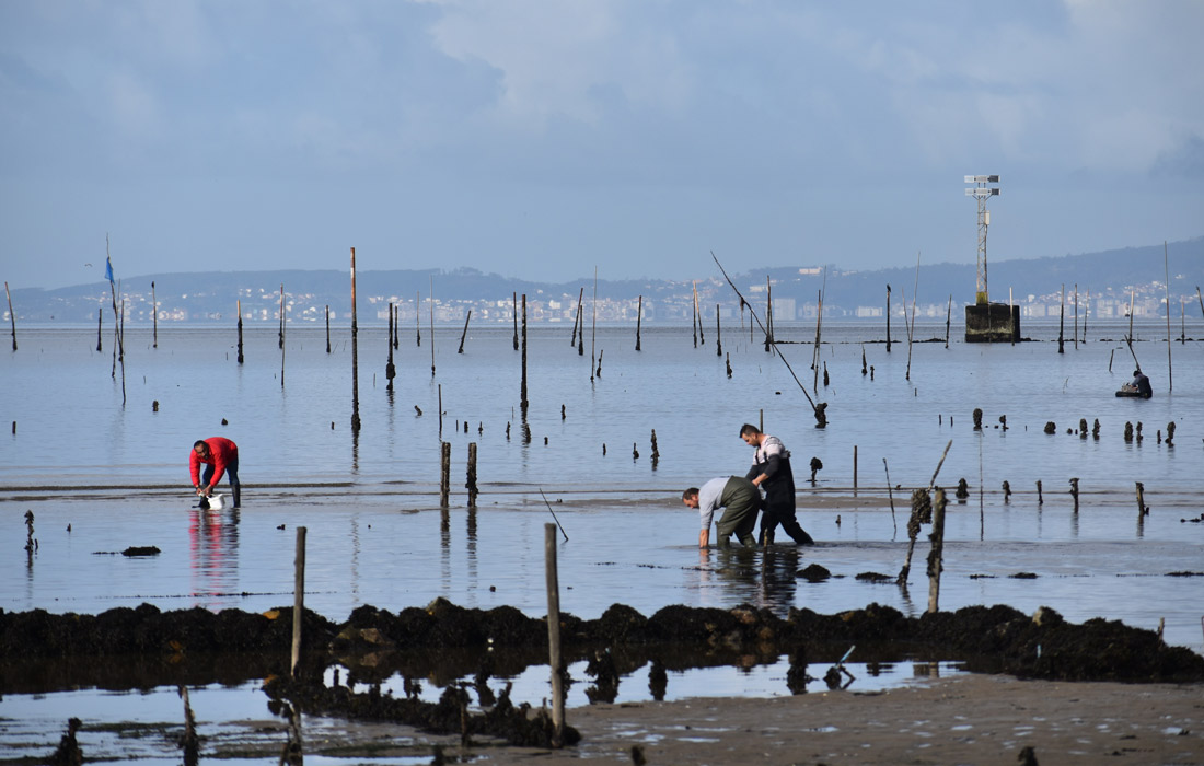 bateas-mexillon-mariscadores