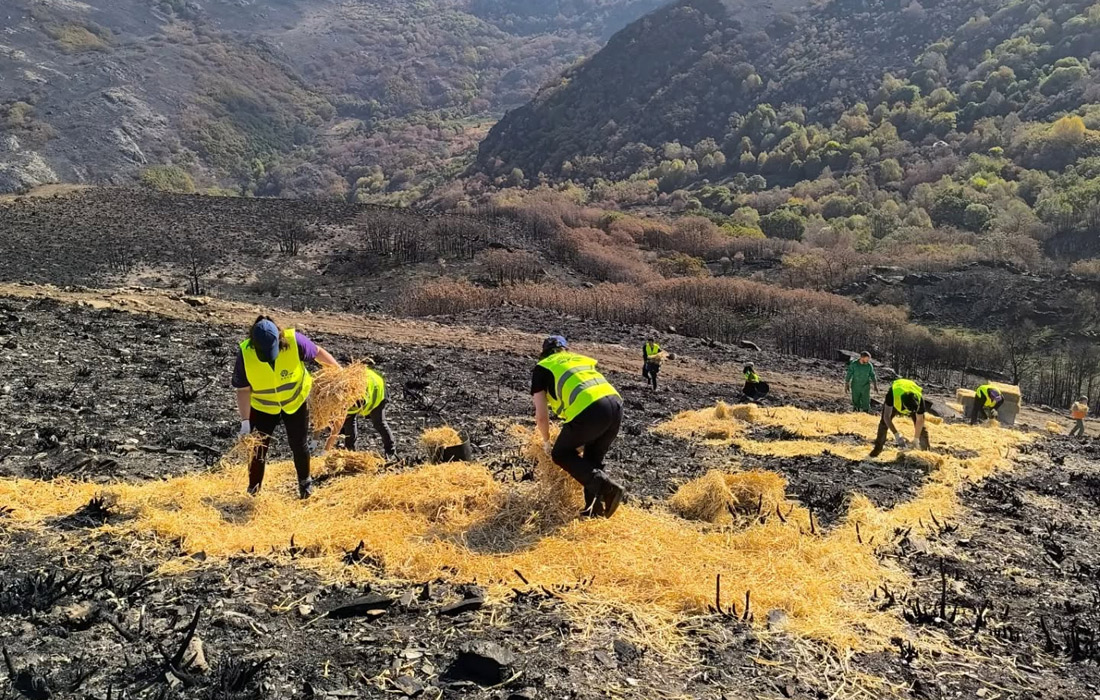 restruturacion-superficie-queimada-incendios-valdeorras