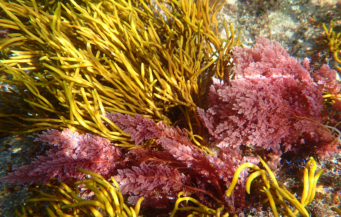 macroalga-invasora-tropical-en-galicia
