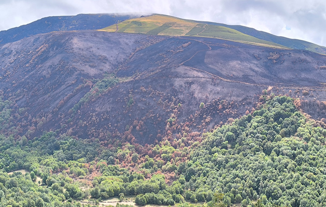 monte-queimado-incendios-forestal