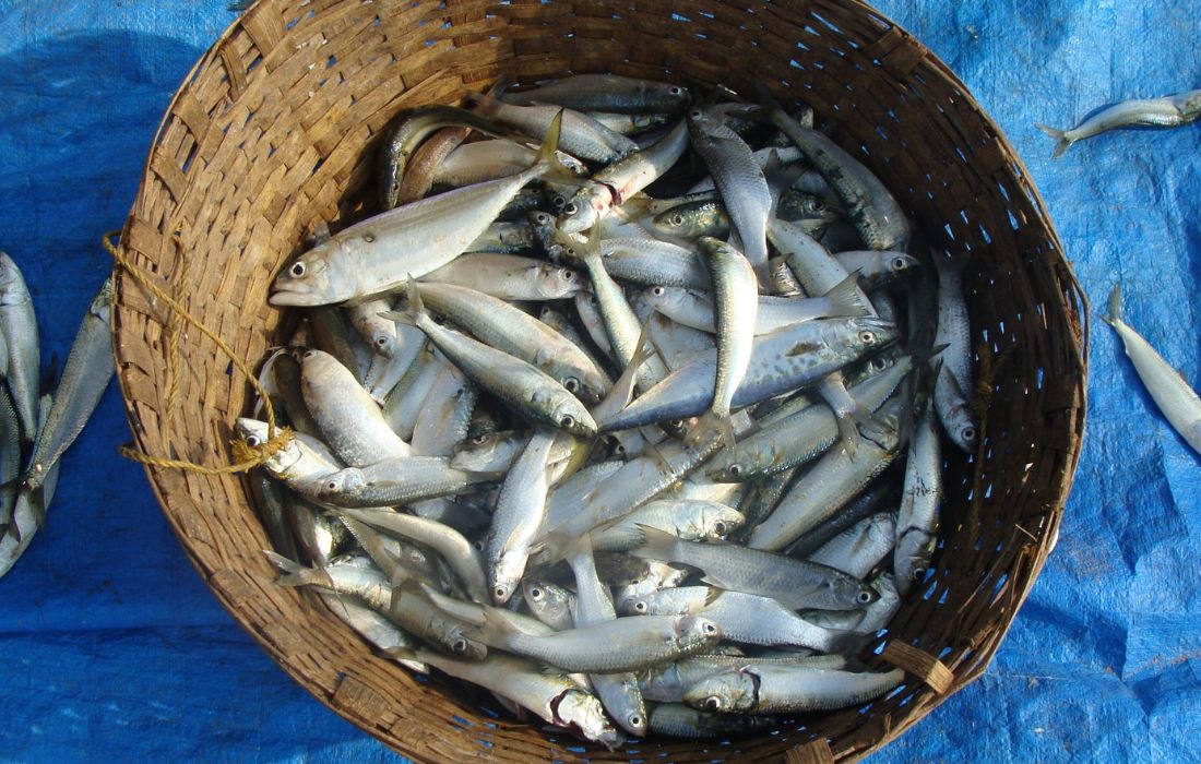 pesca-sardina