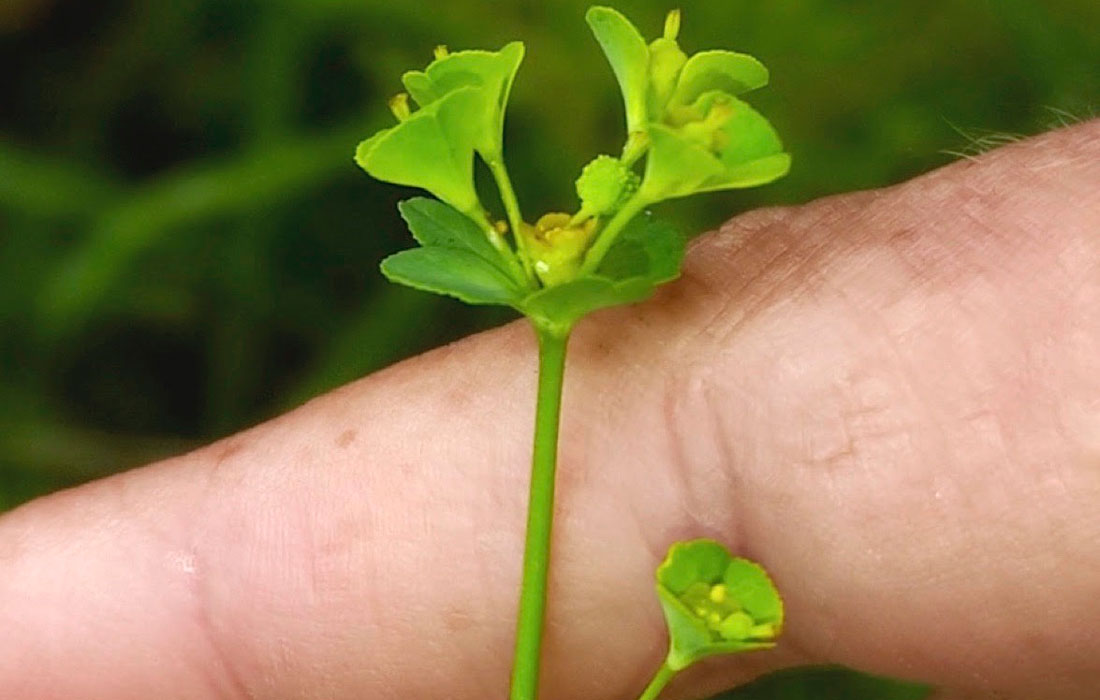 planta-ameazada-pola-Xunta-ADEGA