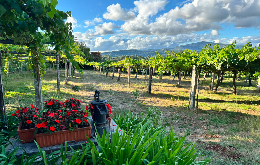 viñedo-agosto-rias-baixas