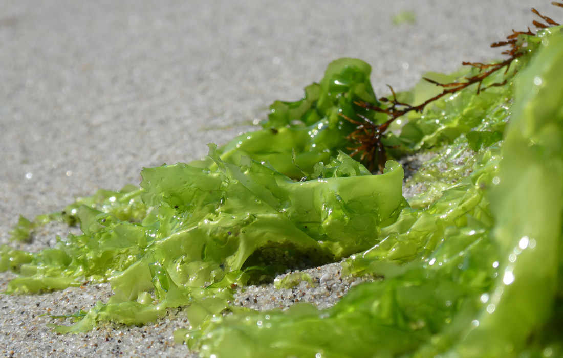 alga-de-alganut-selenio-alimento-gando