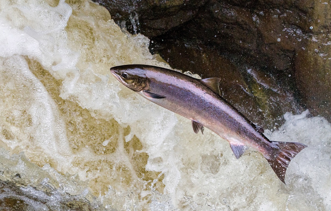 salmon-atlantico