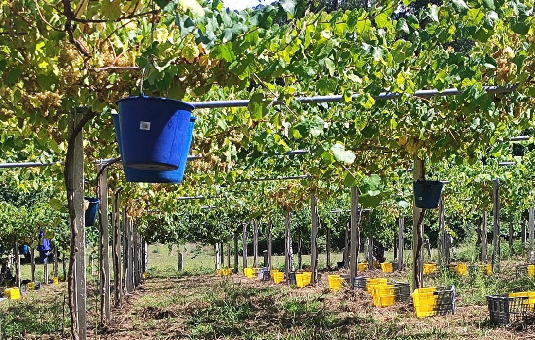 vendima-rias-baixas