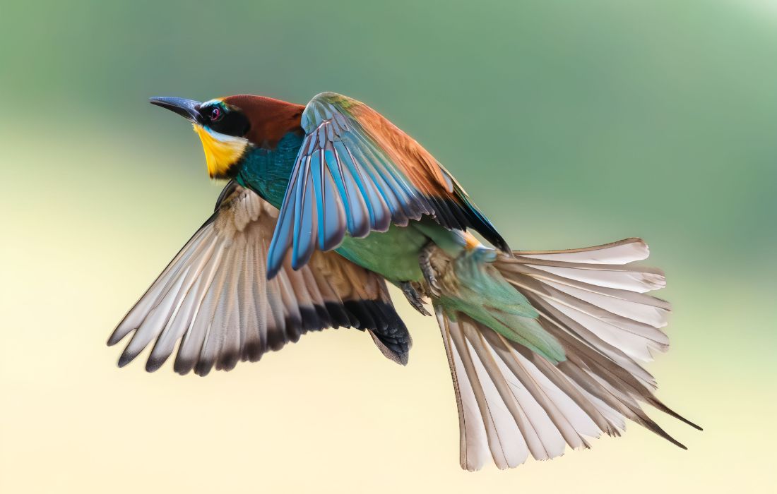 aves-paxaros-recurso