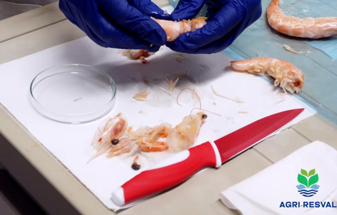 investigacion-langostixo-conxelado