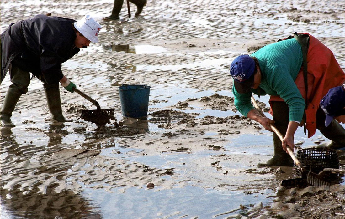 mariscadoras