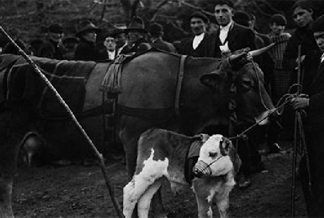 Premio dunha vaca e un cucho en 1925 en Lourenzá   Ruth Matilda Anderson