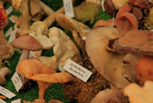 Fungos e cogumelos 2017jpg