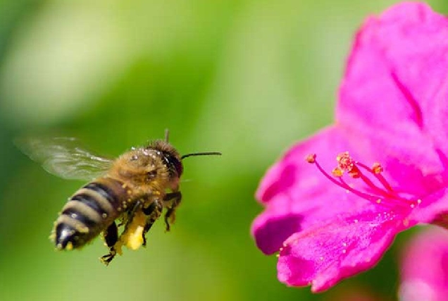 abella apicultura