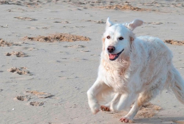 perros cans praia
