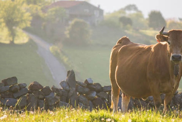 vaca rubia galega