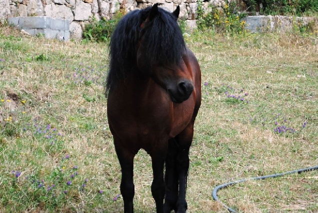 cabalo_pura_raza_galega