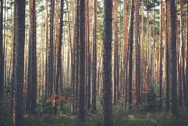 pineiro pino forestal arbores
