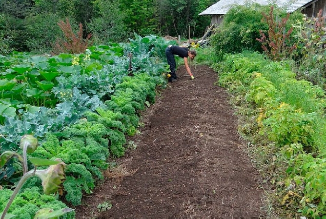 horta-campo-verduras-horto