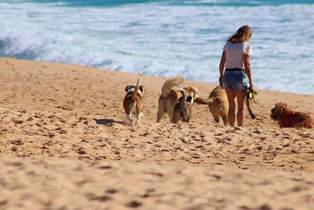 praia cans paseando