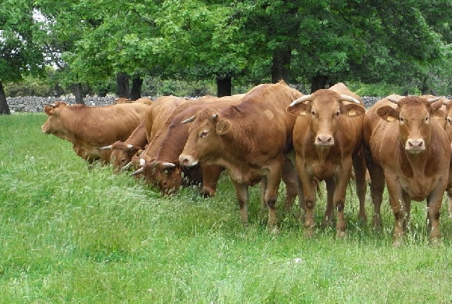 vaca raza rubia galega acruga2