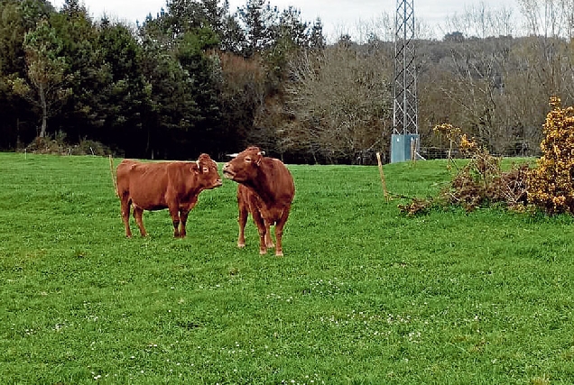 vaca rubia galega gandaria carne