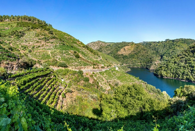 Vendima-Ribeira-Sacra